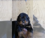 Small Photo #8 Rottweiler Puppy For Sale in RICHLAND, GA, USA