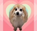Small Photo #1 Pomeranian Puppy For Sale in Mukwonago, WI, USA