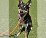 Small Australian Kelpie Mix