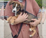 Small #1 German Shepherd Dog Mix
