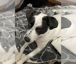 Small #3 Mutt