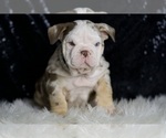 Small #2 English Bulldog