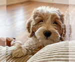 Small #2 Bernedoodle (Miniature)