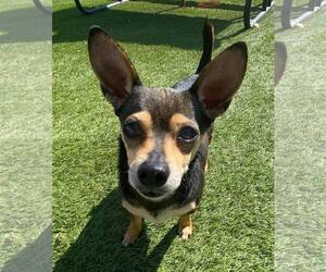 Chihuahua-Unknown Mix Dogs for adoption in La Verne, CA, USA