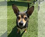 Small Chihuahua Mix