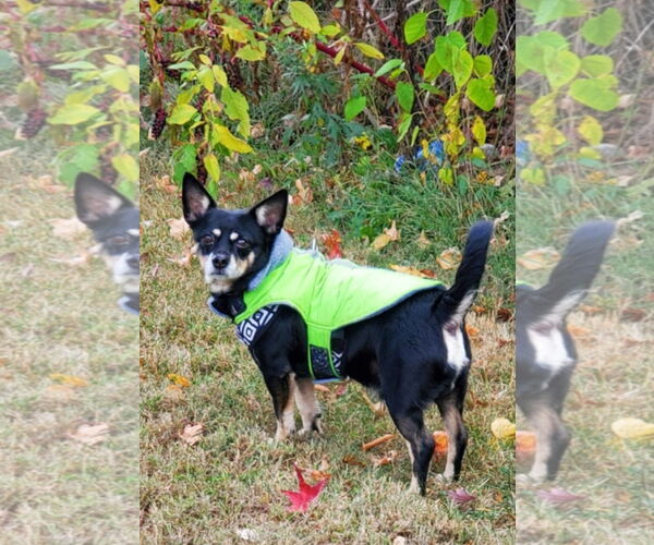 Medium Photo #8 Chipin Puppy For Sale in Westminster, MD, USA