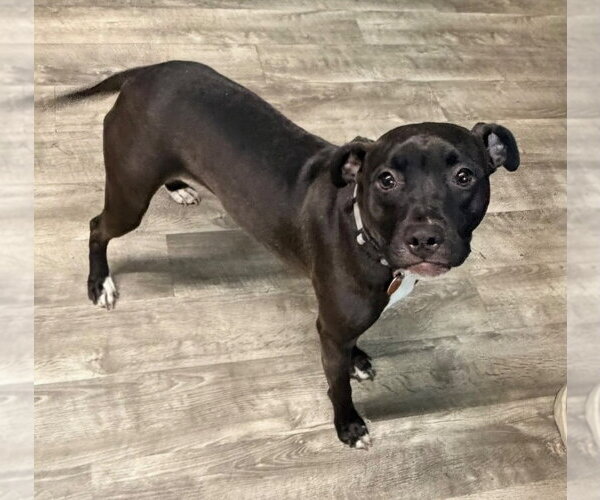 Medium Photo #2 American Staffordshire Terrier-Unknown Mix Puppy For Sale in Ellijay, GA, USA