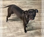 Small #1 American Staffordshire Terrier Mix