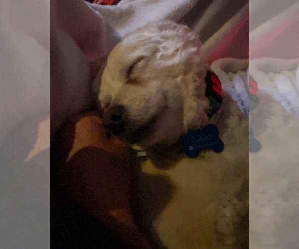 Medium Photo #7 Poodle (Miniature)-Unknown Mix Puppy For Sale in Corona, CA, USA