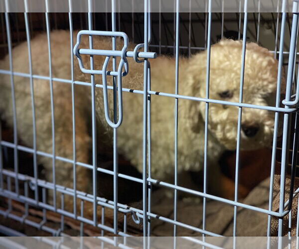 Medium Photo #4 Mutt Puppy For Sale in Lewistown, PA, USA