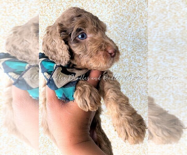 Medium Photo #1 Goldendoodle Puppy For Sale in RUSKIN, FL, USA
