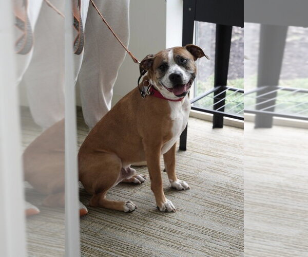 Medium Photo #20 Boxer-Unknown Mix Puppy For Sale in Boston, MA, USA