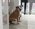 Small #19 Boxer Mix