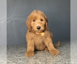 Small Photo #12 Goldendoodle-Poodle (Standard) Mix Puppy For Sale in PORTERVILLE, CA, USA