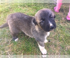 Anatolian Shepherd Puppy for sale in RATHDRUM, ID, USA