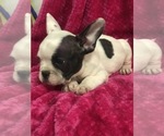 Small Photo #5 French Bulldog Puppy For Sale in HARTVILLE, MO, USA