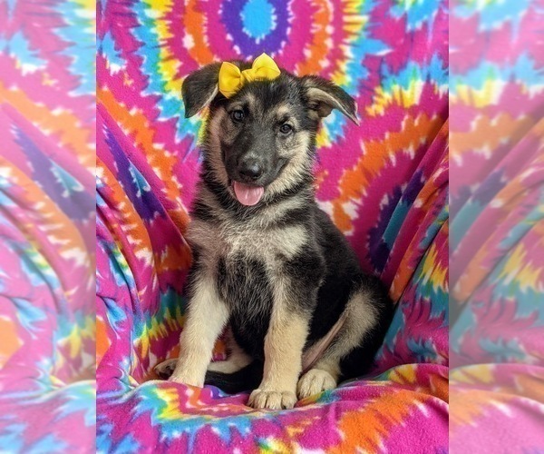 Medium Photo #2 German Shepherd Dog Puppy For Sale in OXFORD, PA, USA