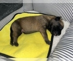 Small Photo #250 Belgian Malinois Puppy For Sale in REESEVILLE, WI, USA