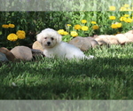 Small #8 Bichon Frise