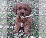 Puppy LOLA Cavapoo