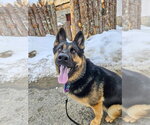 Small #30 German Shepherd Dog