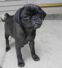 Pug Puppy for sale in MARSHALL, WI, USA