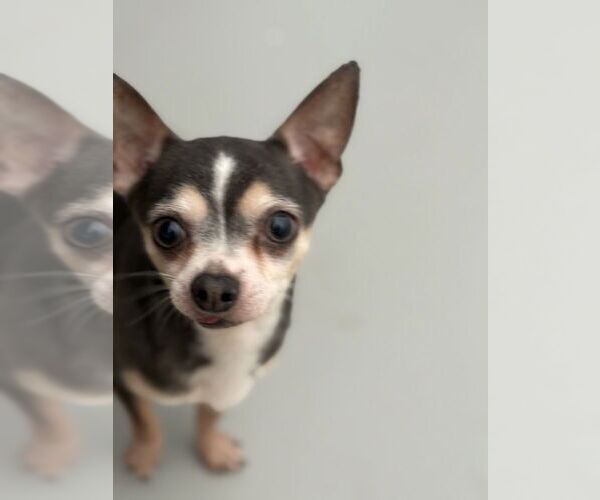 Medium Photo #2 Chihuahua Puppy For Sale in Studio City, CA, USA