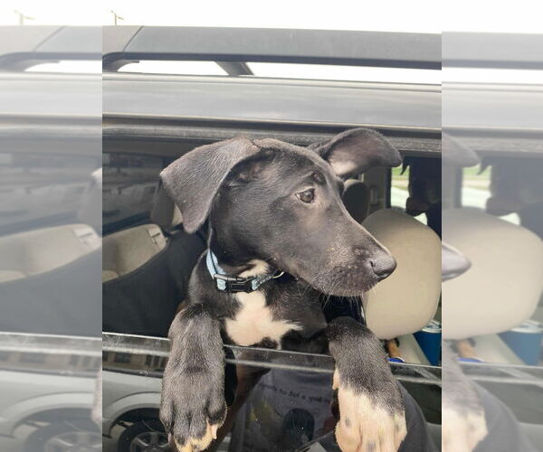 Medium Photo #3 German Shepherd Dog-Great Dane Mix Puppy For Sale in Bullard, TX, USA