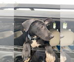 Small #2 German Shepherd Dog-Great Dane Mix