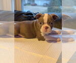 Puppy Grey banded Boston Terrier