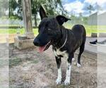 Small #1 American Pit Bull Terrier Mix