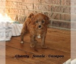Small #5 Cavapoo