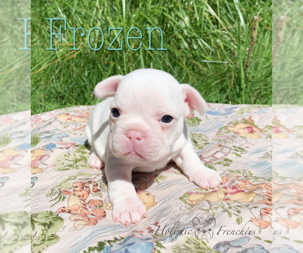 Medium Photo #19 French Bulldog Puppy For Sale in EUGENE, OR, USA