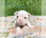Small Photo #19 French Bulldog Puppy For Sale in EUGENE, OR, USA