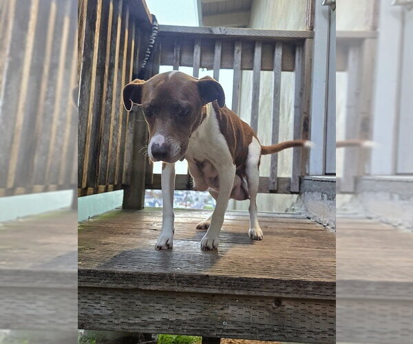 Medium Photo #5 Mutt Puppy For Sale in Pacifica, CA, USA