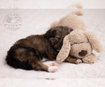 Small Photo #15 Bernedoodle Puppy For Sale in LEAVENWORTH, IN, USA