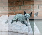 Small #3 Texas Heeler