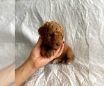 Small Photo #3 Goldendoodle Puppy For Sale in ANCHORAGE, UT, USA