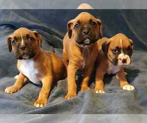 Boxer Puppy for sale in SAN DIEGO, CA, USA