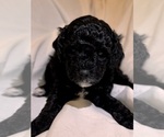 Small Photo #72 Miniature Bernedoodle Puppy For Sale in AUBURNDALE, FL, USA