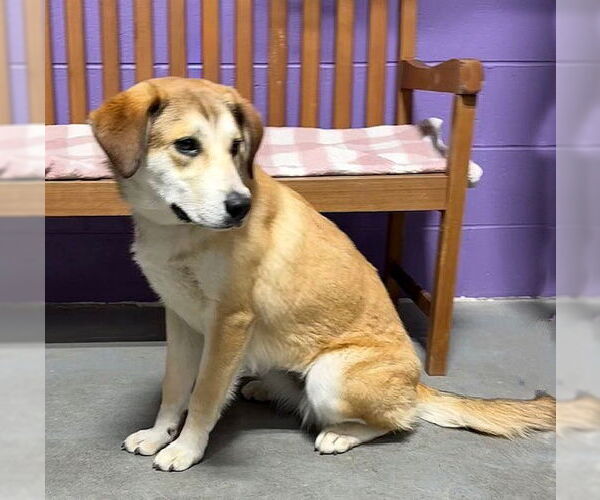 Medium Photo #3 Golden Retriever-Unknown Mix Puppy For Sale in Genesee, WI, USA