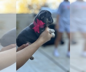French Bulldog Puppy for sale in LAGUNA NIGUEL, CA, USA