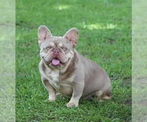 Father of the French Bulldog puppies born on 09/05/2025