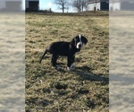 Small Photo #2 Great Dane Puppy For Sale in BUNCETON, MO, USA
