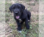 Small #5 Great Dane
