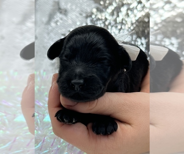 Medium Photo #2 Miniature Labradoodle Puppy For Sale in BULLARD, TX, USA