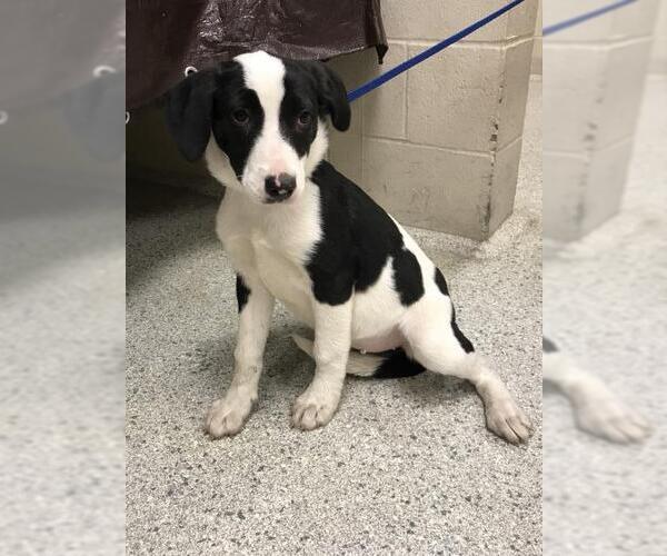 Medium Photo #1 Border Collie-Pointer Mix Puppy For Sale in Conroe, TX, USA
