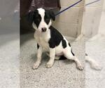 Small Border Collie-Pointer Mix