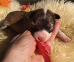 Small Photo #3 English Shepherd Puppy For Sale in LAKE WILDWOOD, CA, USA