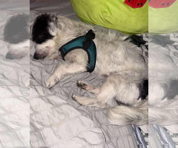Medium Photo #7 Mutt Puppy For Sale in Corona, CA, USA